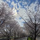 GS25함안칠서점 | [국내] 2026년 4월 창녕 남지 유채꽃 개화 현황 및 축제 안내