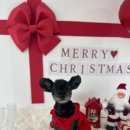 수정유치원 | 성남시 강아지 유치원 하이몽 이용 후기