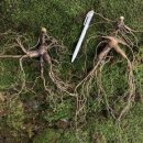 한국의 산삼과 상황버섯 이미지