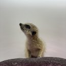 특별한 동물가게 이미지