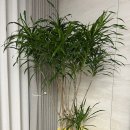 백작크리닝 이미지