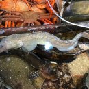 돌섬식당 이미지