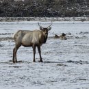엘크사슴 | 미국 겨울여행 추천 | 와이오밍 잭슨홀 엘크 보호구역 방문 후기( National Elk Refuge in Jackson Hole...