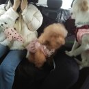 펫어디가 이미지