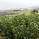 해덕농장 이미지