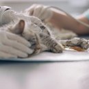 신장동물병원 이미지