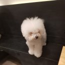 두젠틀 이미지