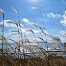 작은여우비 이미지