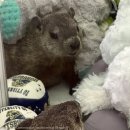 바른뽑기생활 이미지