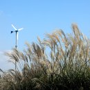 하늘공원 이미지