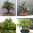 배 모과나무 용탱자 보리수묘목 이미지