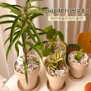 남사환경 | 남사화훼단지 에르베플라워 아울렛 방문 후기