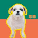 리꼬리꼬펫살롱 이미지