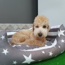 포롱도그 이미지