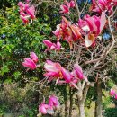 배꽃세탁 이미지