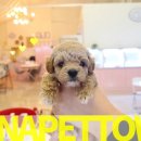 파주켄넬 이미지