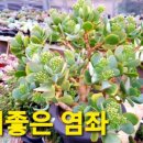 예일농장 네이버블로그