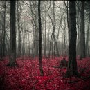 National Geographic Photo Contest 2011① 이미지