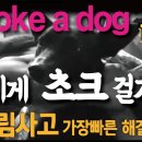 개 물림 사고 탈출 가장 빠른 방법 백초크 이미지