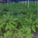 동성농장 이미지