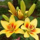 이사도라 이미지