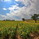 연천 호로고루 해바라기꽃 보러! 이미지