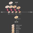 해피레인 이미지