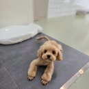 하이도그 | 청주 하이도그 반려동물미용실 말티푸 단추♡