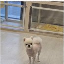 선사애견 이미지