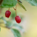 대성농원 이미지