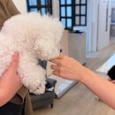 해이당 부산애견호텔 강아지유치원 반려견미용 목욕 교육 훈련 | 해운대애견미용 호텔링 유치원까지 있는 몽아띠에서 비숑 목욕한 후기