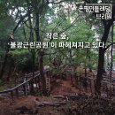 [브리핑] 24/08/24 작은 숲, ‘불광근린공원’이 파헤쳐지고 있다. 이미지