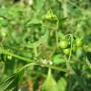 요한이네 이미지