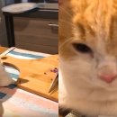 요리하는 집사 이미지