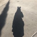 트리머펫 | [플로리다 올랜도] 올랜도 디즈니월드 플로리다 할리우드 스튜디오/ 올랜도 디즈니 다운타운/ 디즈니...