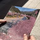 사쿠라(SAKURA) - 경주시 | [일본] 시즈오카 가와즈 사쿠라 벚꽃축제 방문 후기 / 일본 현지축제 Kawazu Sakura / 주차장 정보