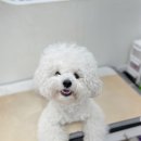 2022-01-0428 | [비숑] 2살 채소 성장기 : 셀프 미용을 겯들인 강아지 미용 후기 - 하찌몽