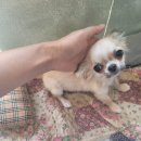 똥깡아지애견샵 이미지