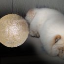 오뉴월 개팔자 이미지