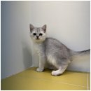 강아지와고양이 이미지