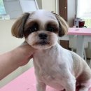 도그지음 이미지