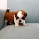 오아이펫 이미지