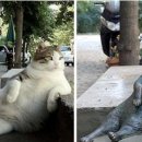 고양이 자리 이미지