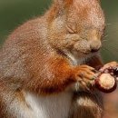 람쥐야 도토리 이미지