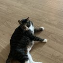 창원메디컬동물병원 이미지