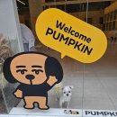 펌킨 펫하우스 서울숲 | 성수 애견카페 추천 펌킨펫하우스 서울숲 후기