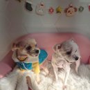 우주펫 | 부평애견미용 잘하는곳 우주를줄개 클리핑 미용후기