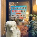 통갈비 | 제주 양갈비 맛집 바른양 양 통갈비 후기