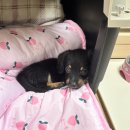 더오래 동물병원 이미지