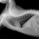 동탄시티동물의료센터 이미지